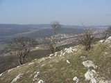 Veszprmi vr